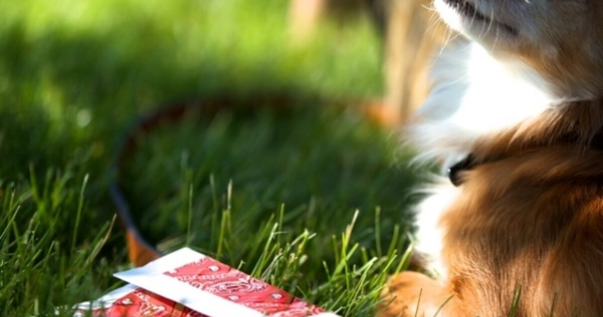 How-To: Duck Tape® Pet Treat Bag | Duck Brand