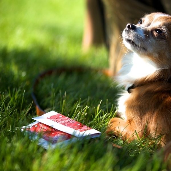 Small dog laying next to a completed Duck Tape treat bag